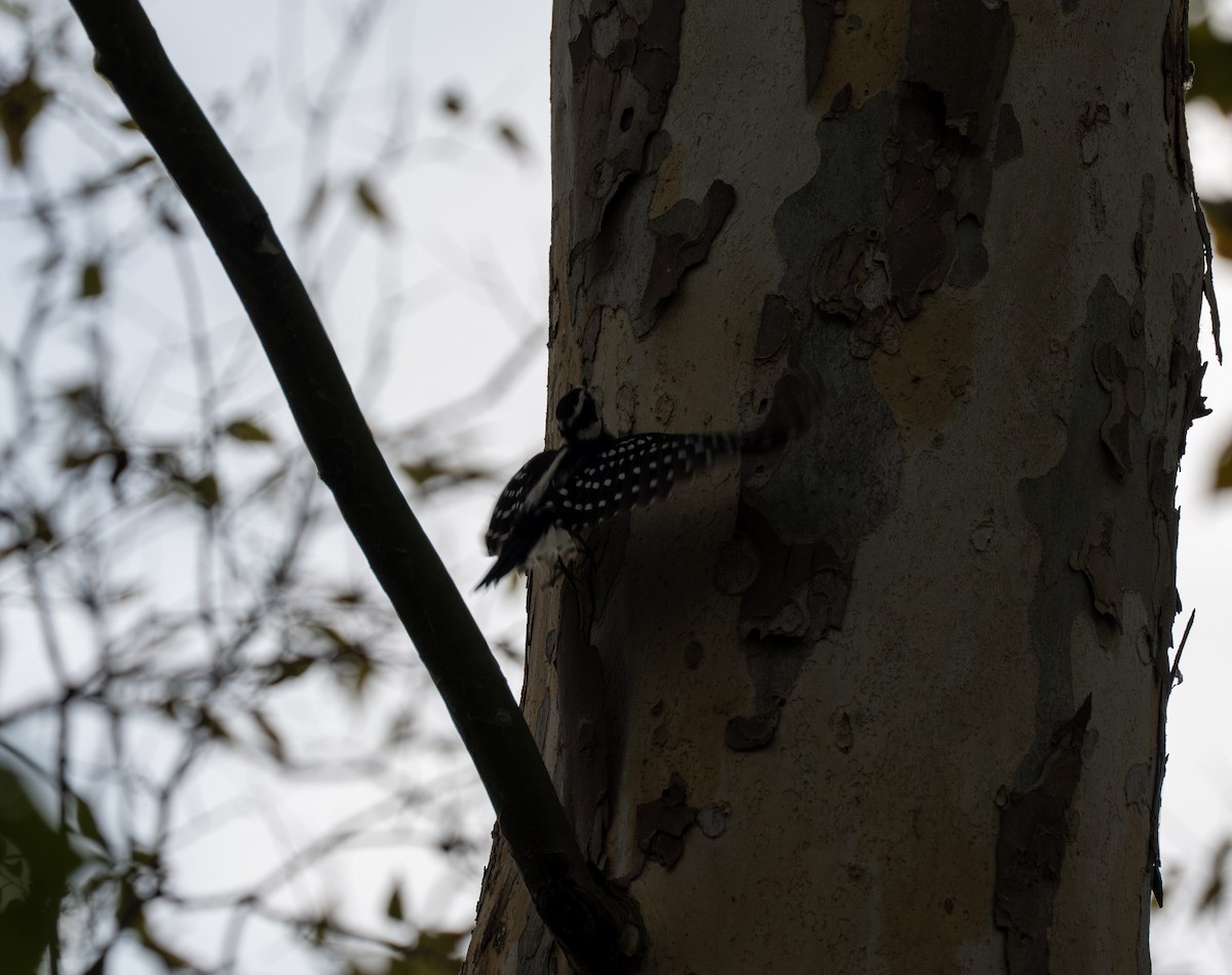 Downy Woodpecker - ML644500128