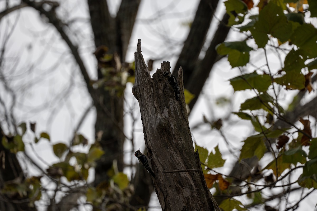 Downy Woodpecker - ML644500129