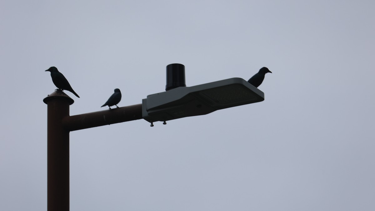 Malay Sığırcığı - ML644500137