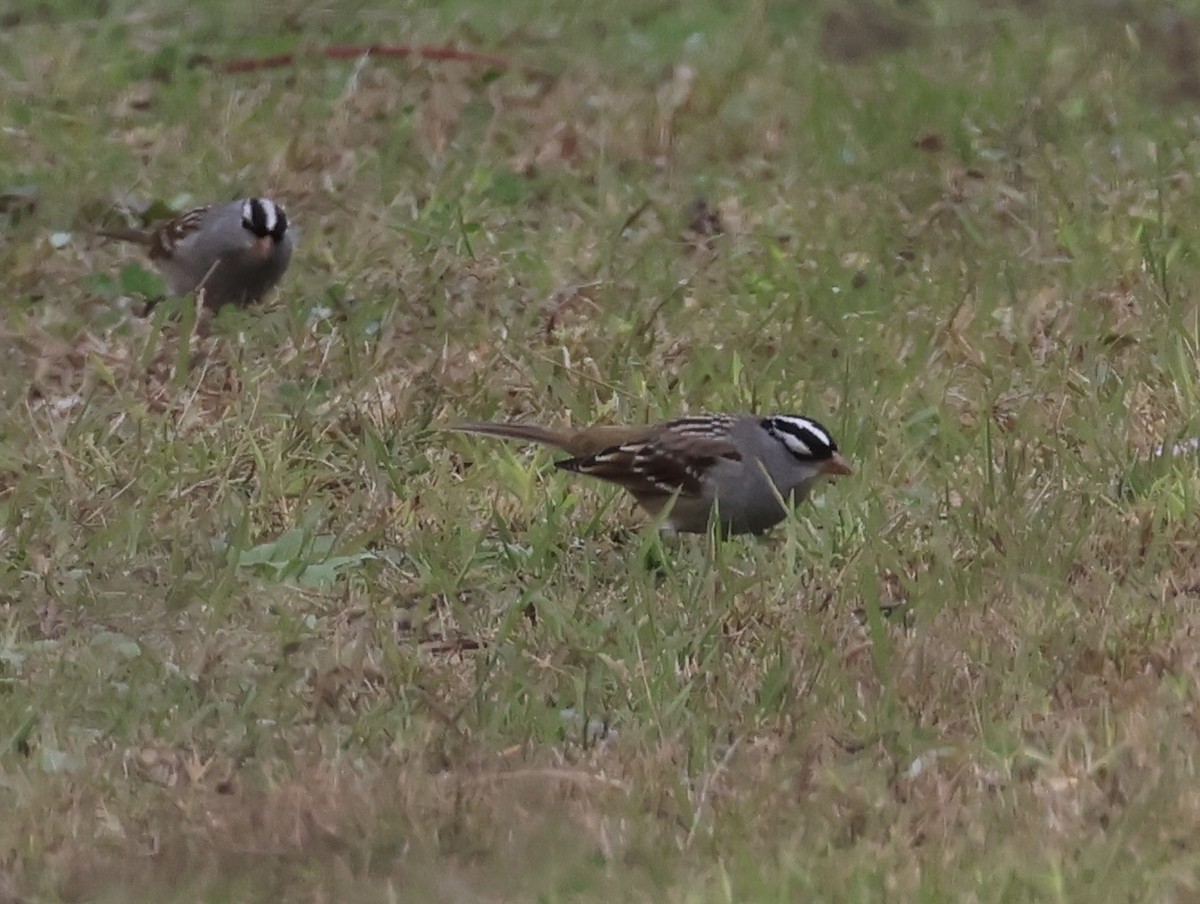 strnadec bělopásý - ML644500138