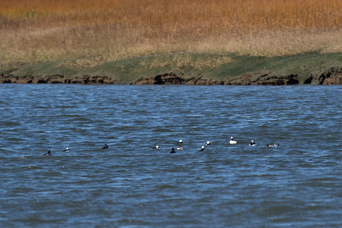 Bufflehead - ML644500140