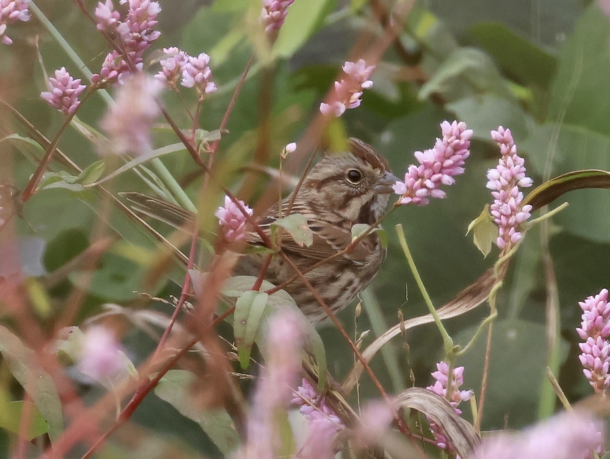 strnadec zpěvný - ML644500145