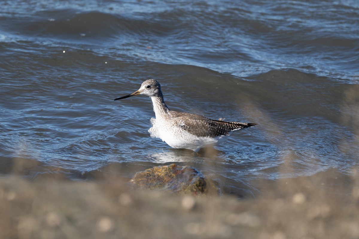 Greater Yellowlegs - ML644500149