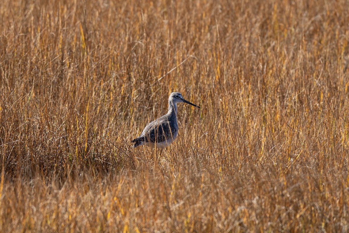 Greater Yellowlegs - ML644500150