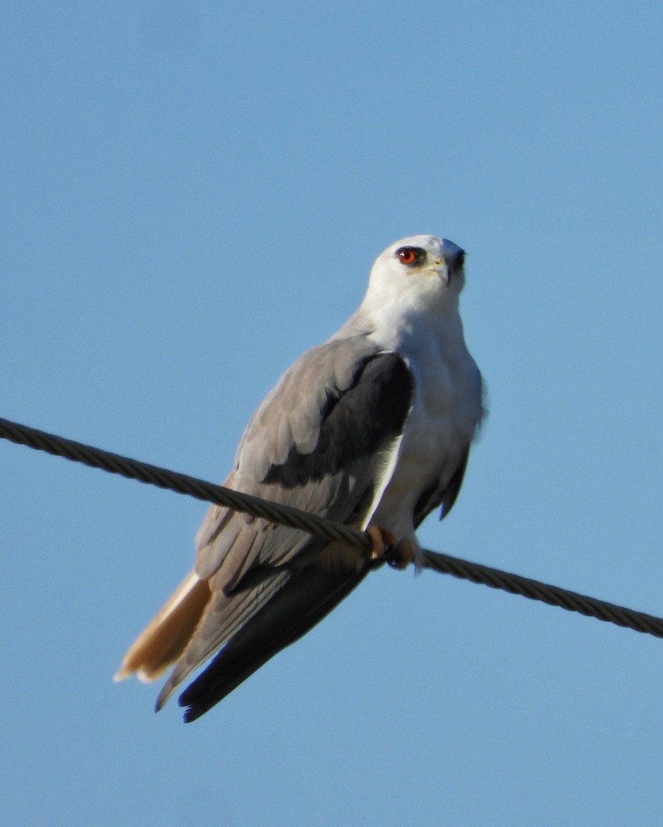 White-tailed Kite - ML644500162