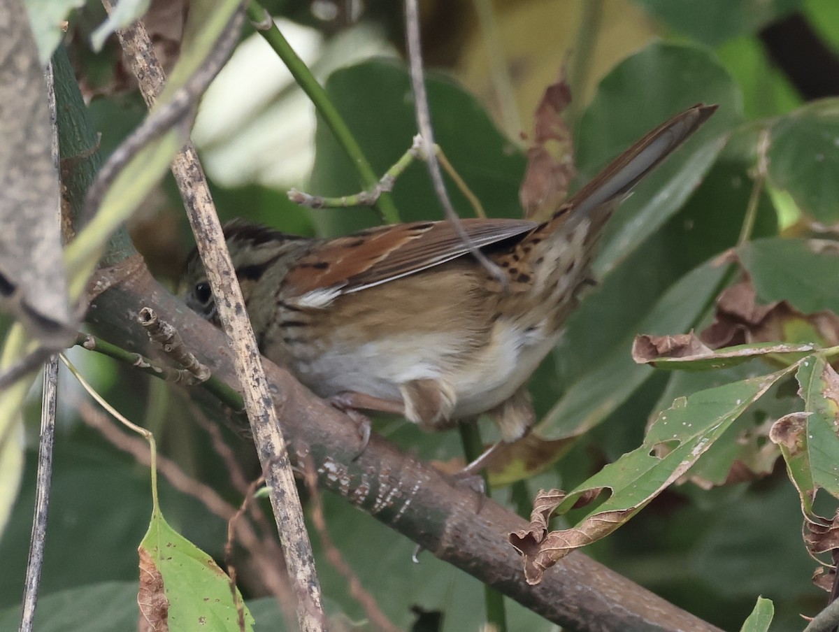 Swamp Sparrow - ML644500164