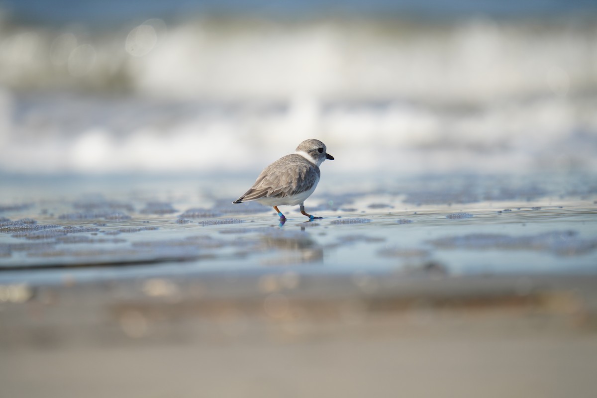 Islıkçı Cılıbıt - ML644500168