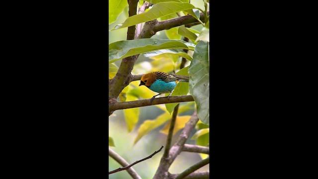 gullsnittanagar - ML644500179