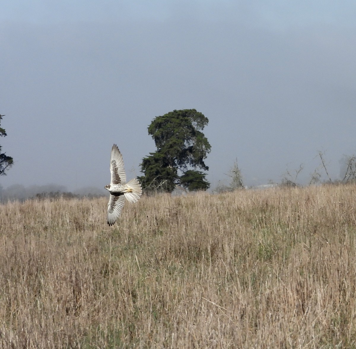 Prairie Falcon - ML644500181