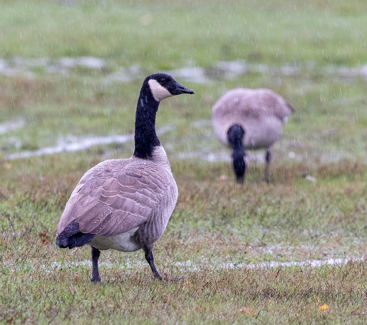 Bernache du Canada - ML644500183