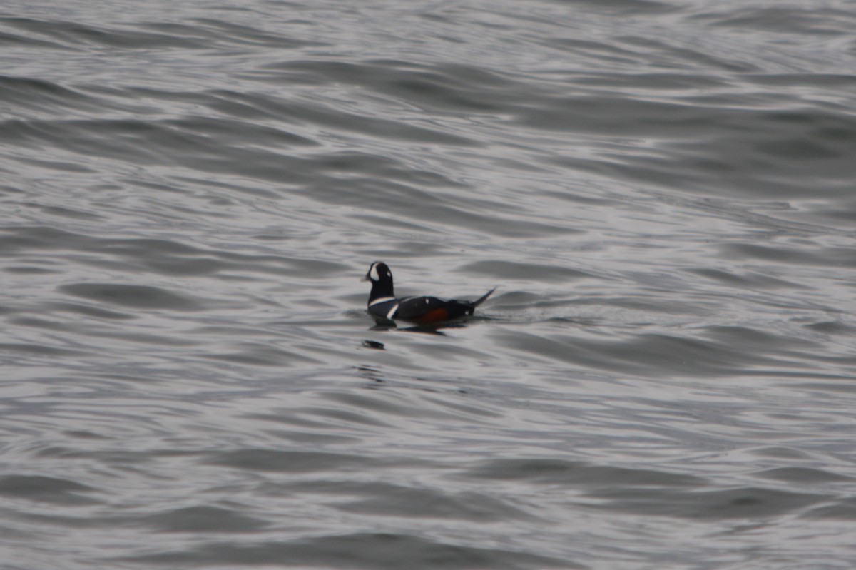 Хотгуужин чөрх - ML644500184