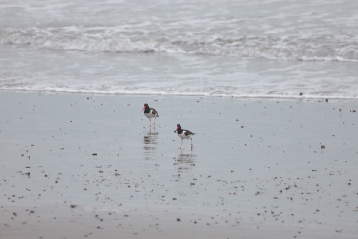 American Oystercatcher - ML644500191