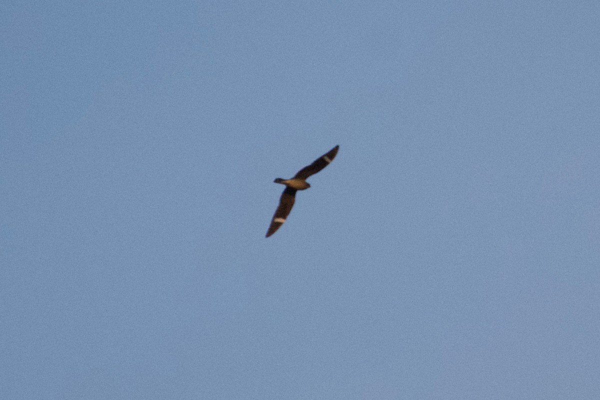 アメリカヨタカ - ML644500208