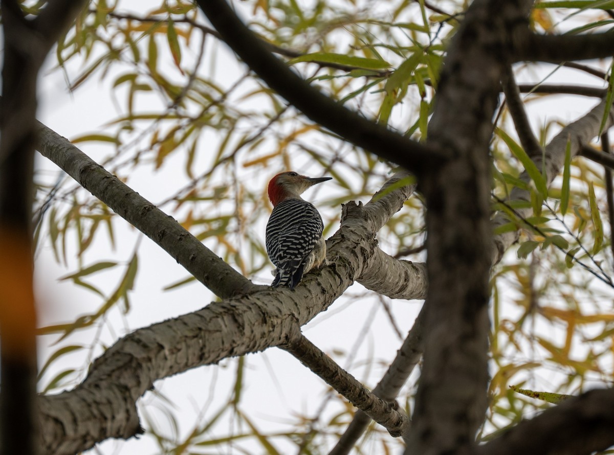 Red-bellied Woodpecker - ML644500214