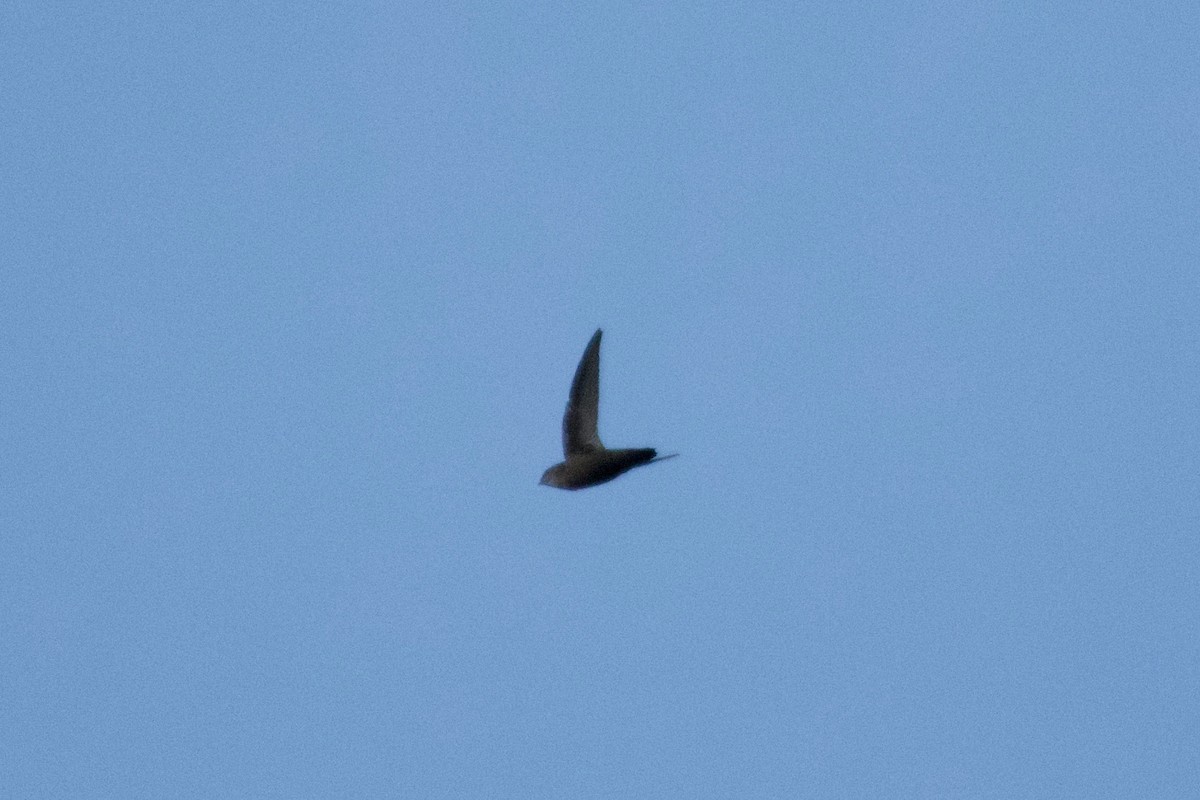 Chimney Swift - ML644500220