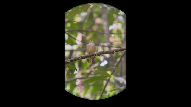 Wied's Tyrant-Manakin - ML644500221