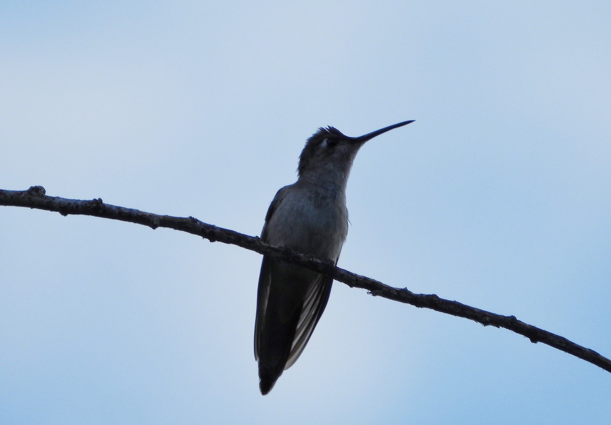 Wedge-tailed Sabrewing - ML644500226