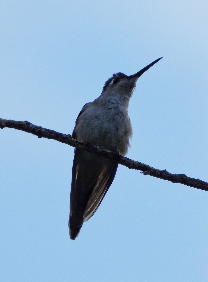 Wedge-tailed Sabrewing - ML644500227