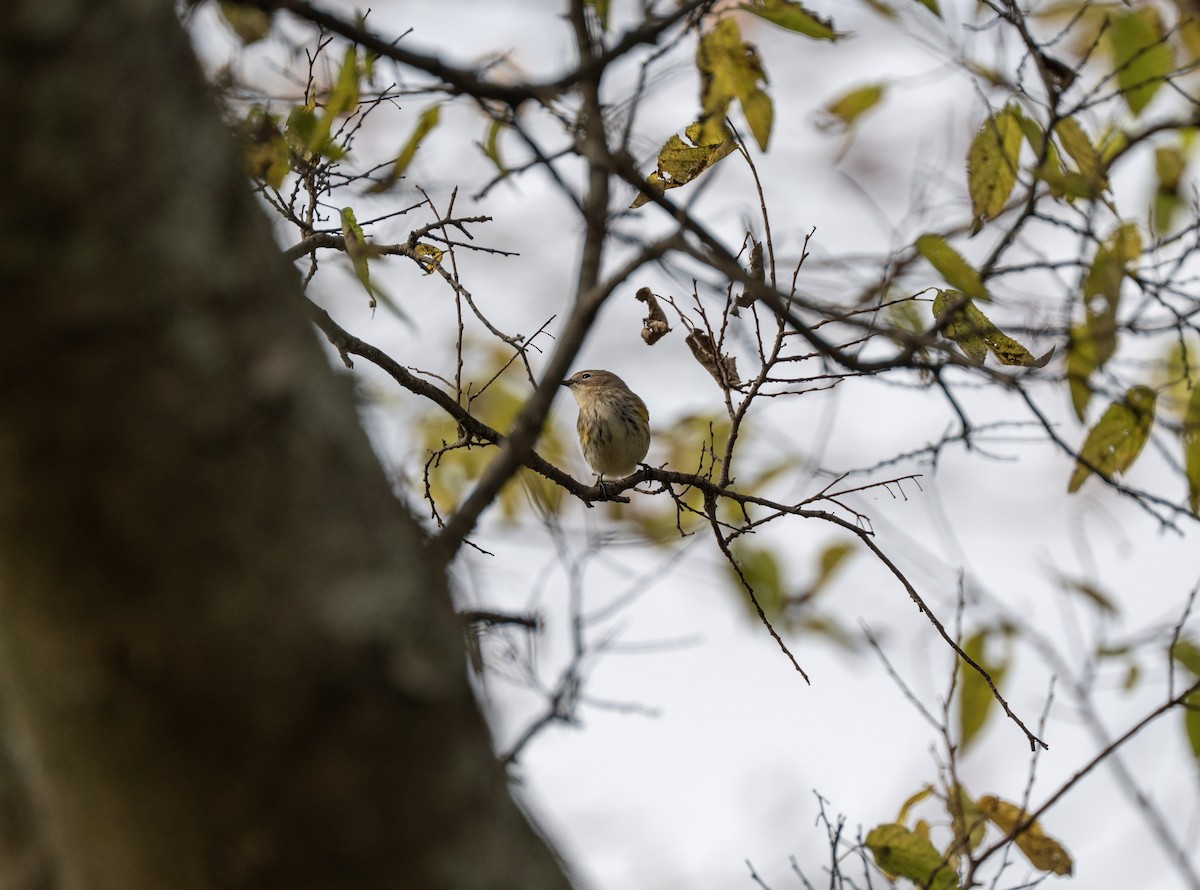 Yellow-rumped Warbler - ML644500229
