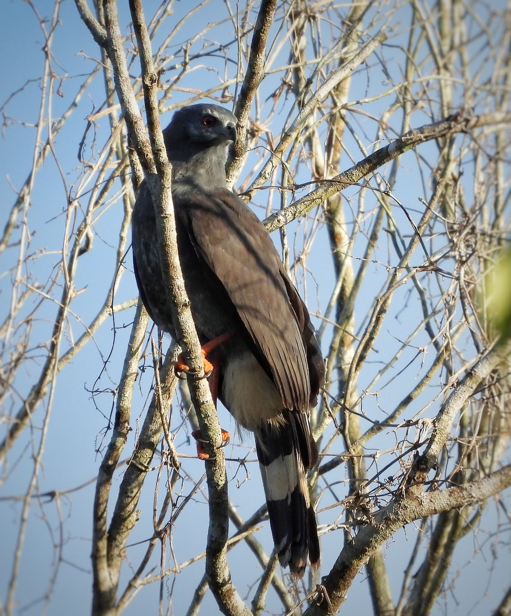 Crane Hawk - ML644500233