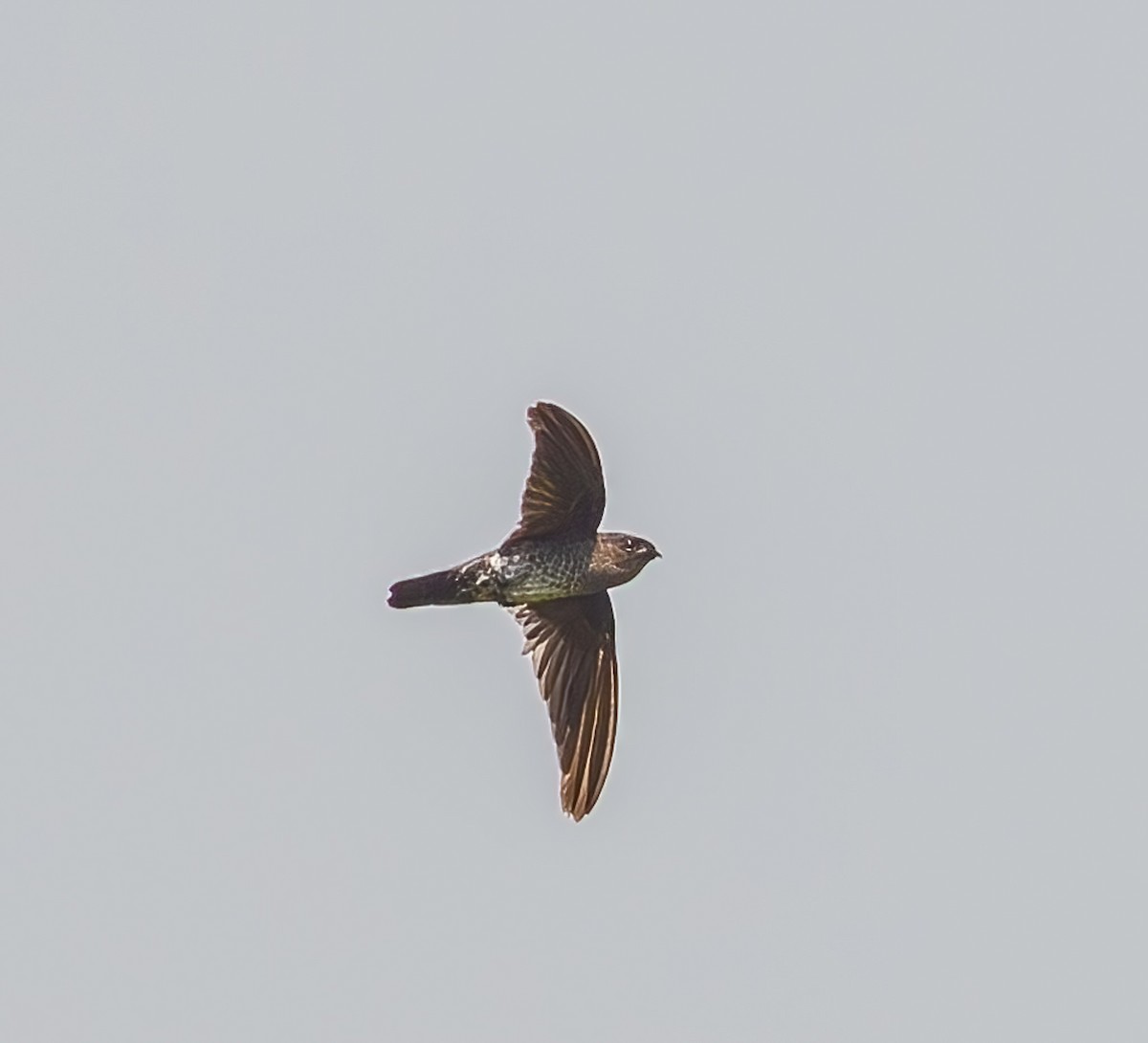 Plume-toed Swiftlet - ML644500236