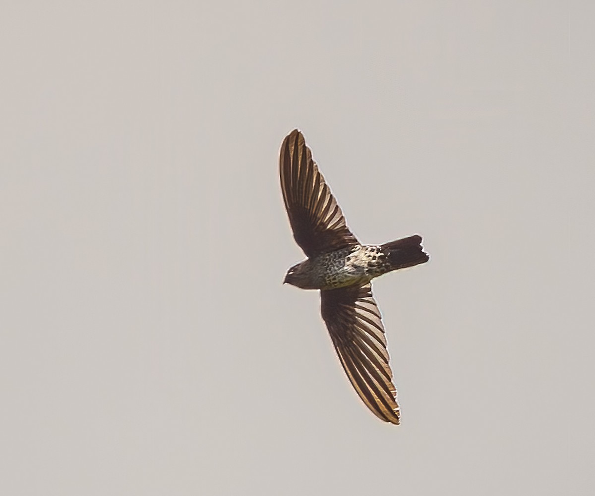 Plume-toed Swiftlet - ML644500237