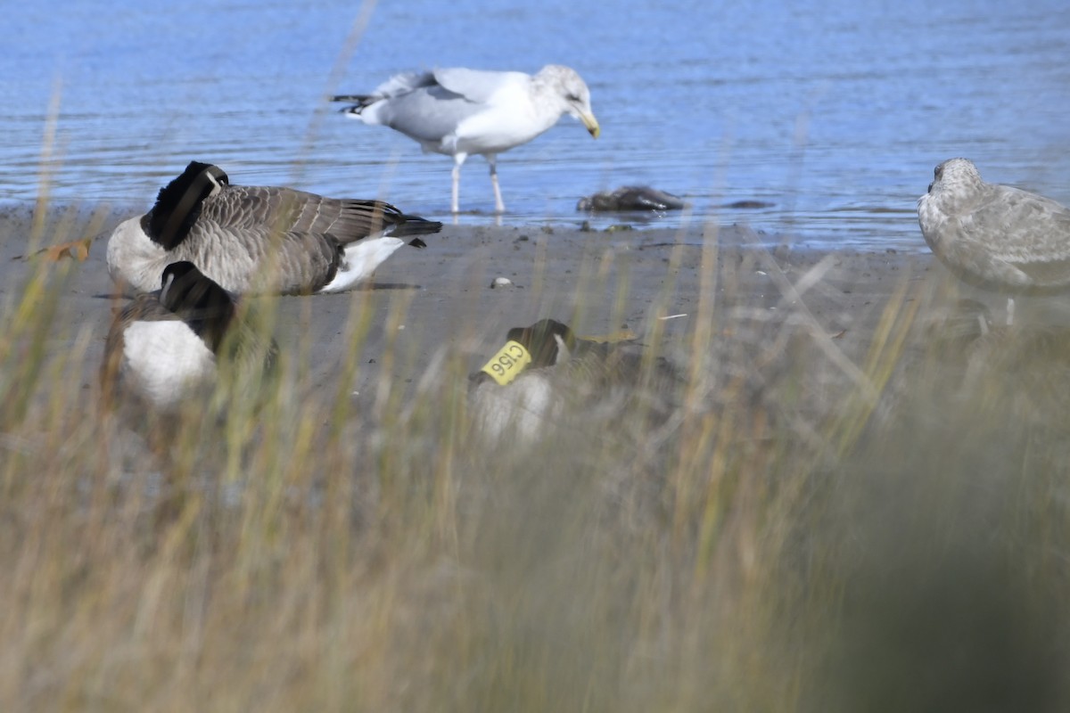 Bernache du Canada - ML644500256