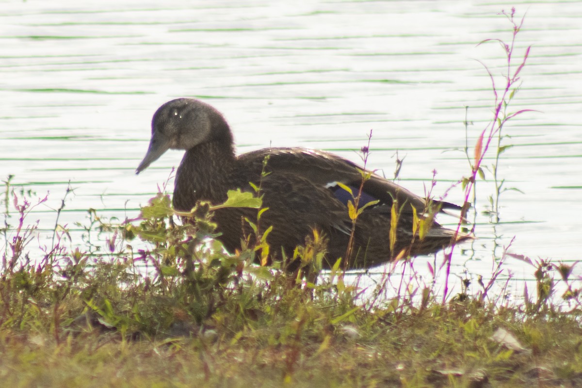 Mallard x American Black Duck (hybrid) - ML644500264