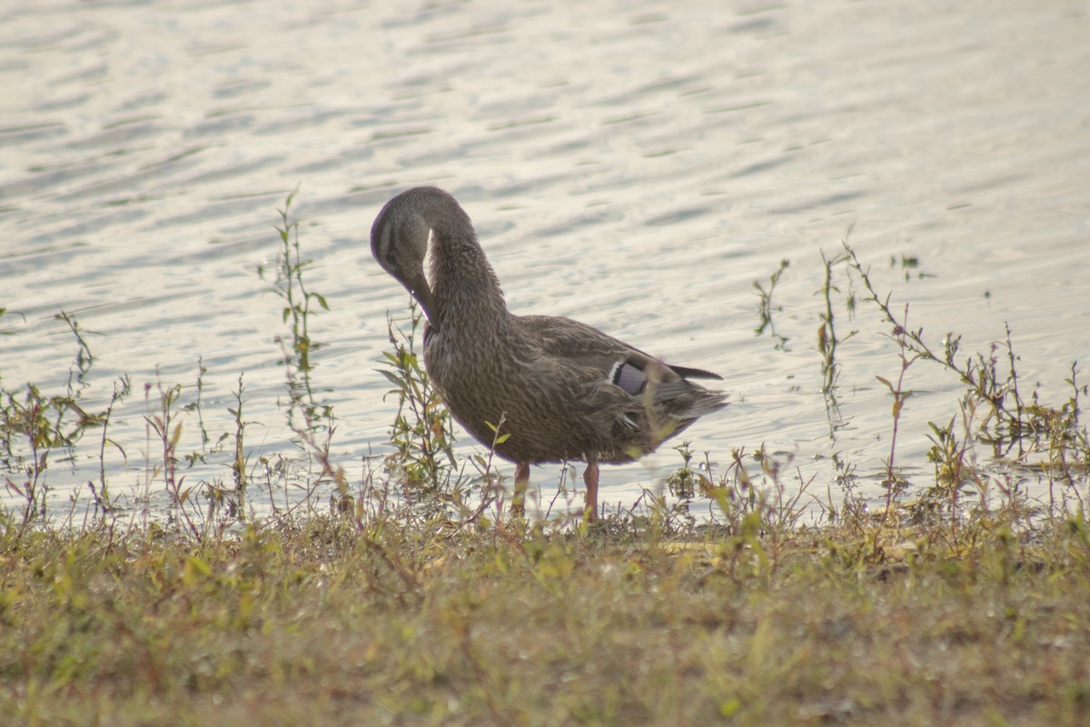 Mallard x American Black Duck (hybrid) - ML644500265