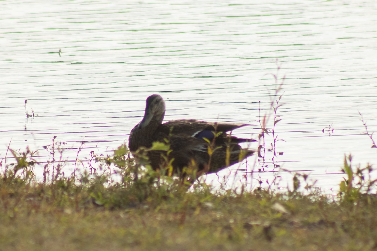 Mallard x American Black Duck (hybrid) - ML644500266