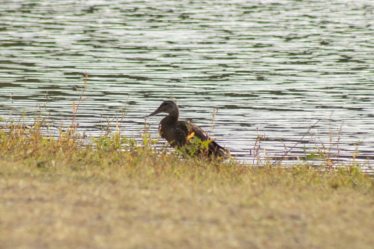Mallard x American Black Duck (hybrid) - ML644500268
