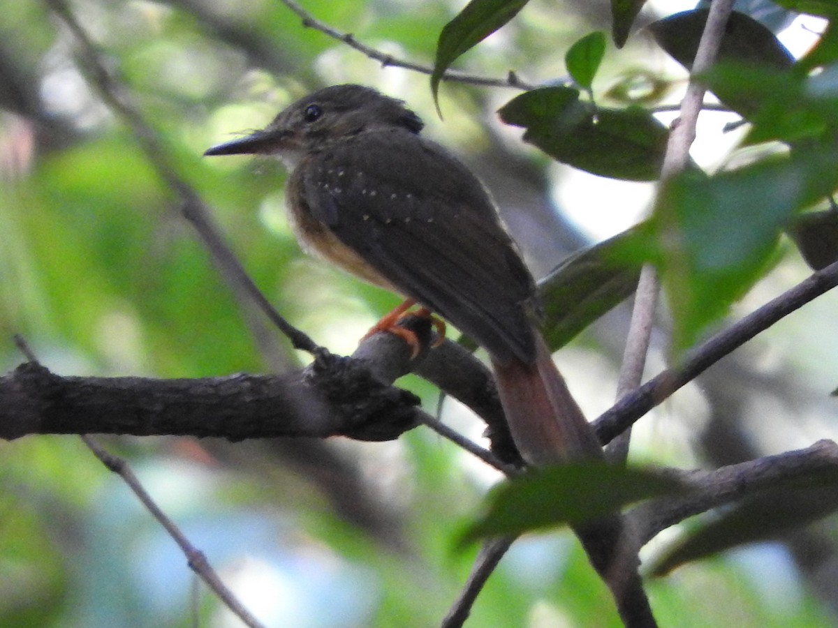 Tropical Royal Flycatcher - ML644500269