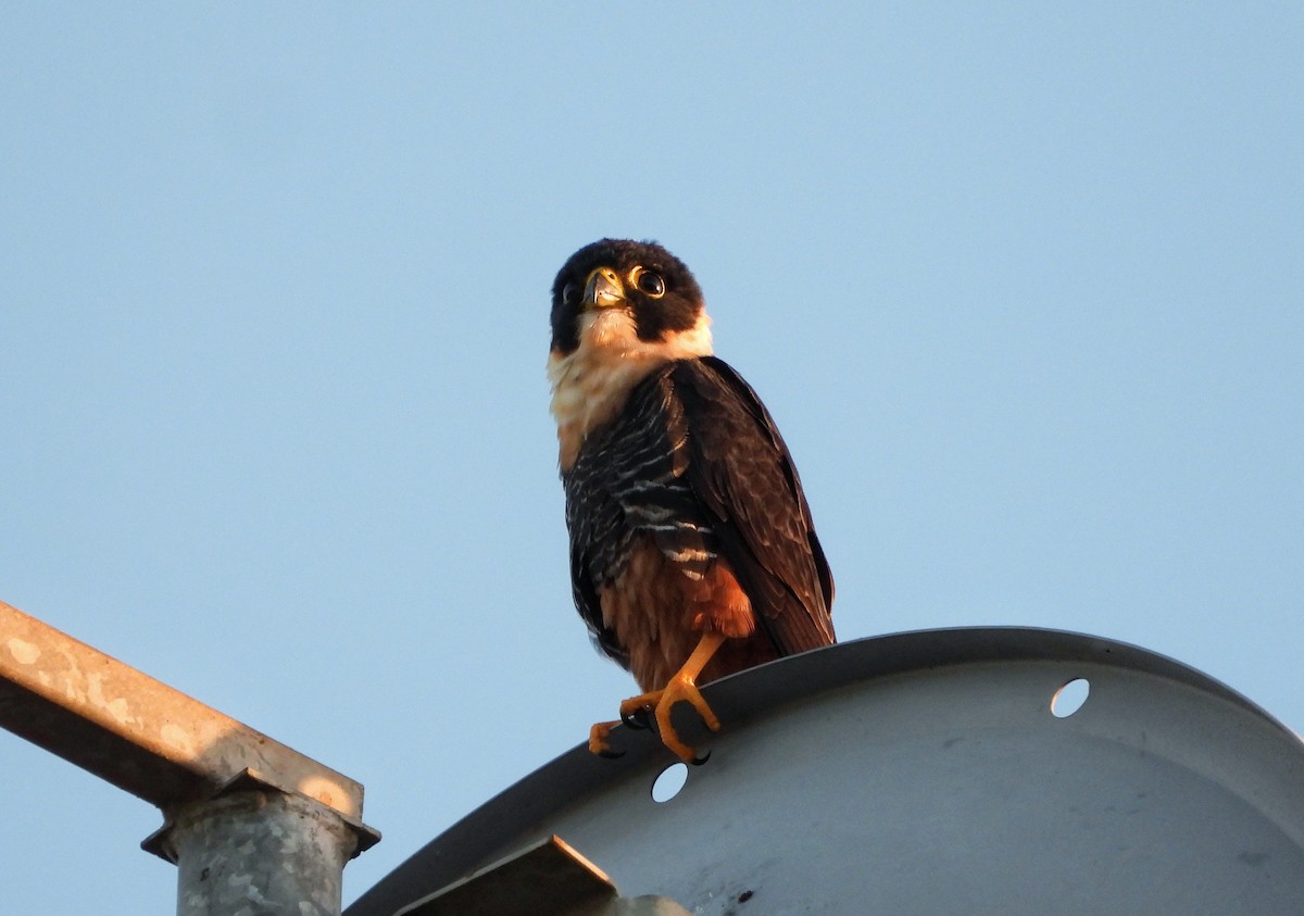 Bat Falcon - ML644500271