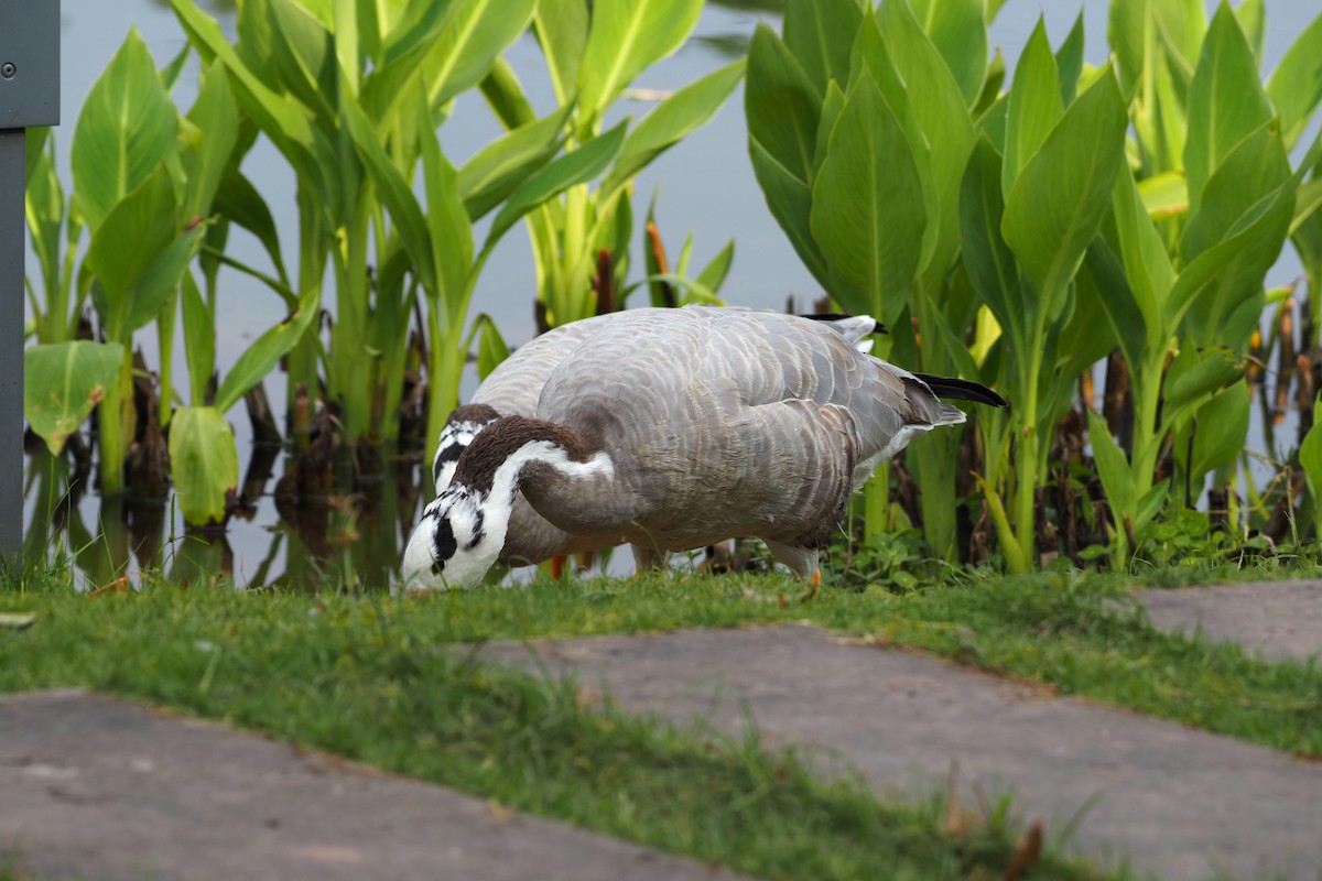 Гуска гірська - ML644500273