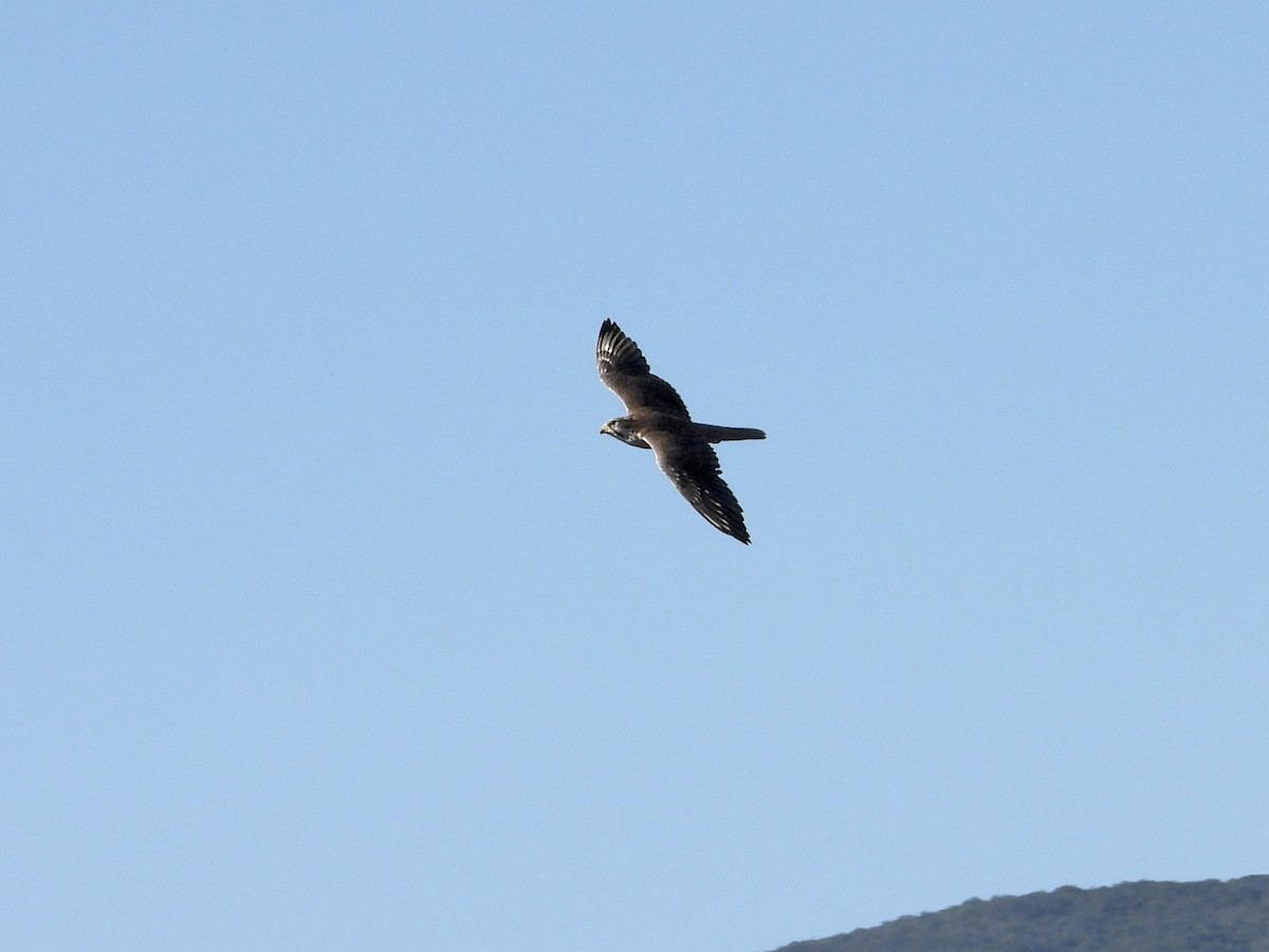 Prairie Falcon - ML644500275