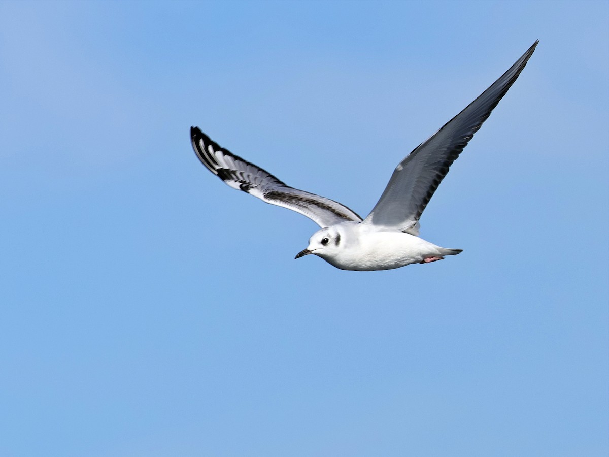 Mouette de Bonaparte - ML644500280