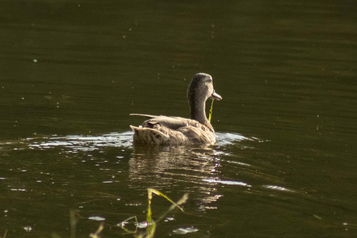 Mallard x American Black Duck (hybrid) - ML644500282