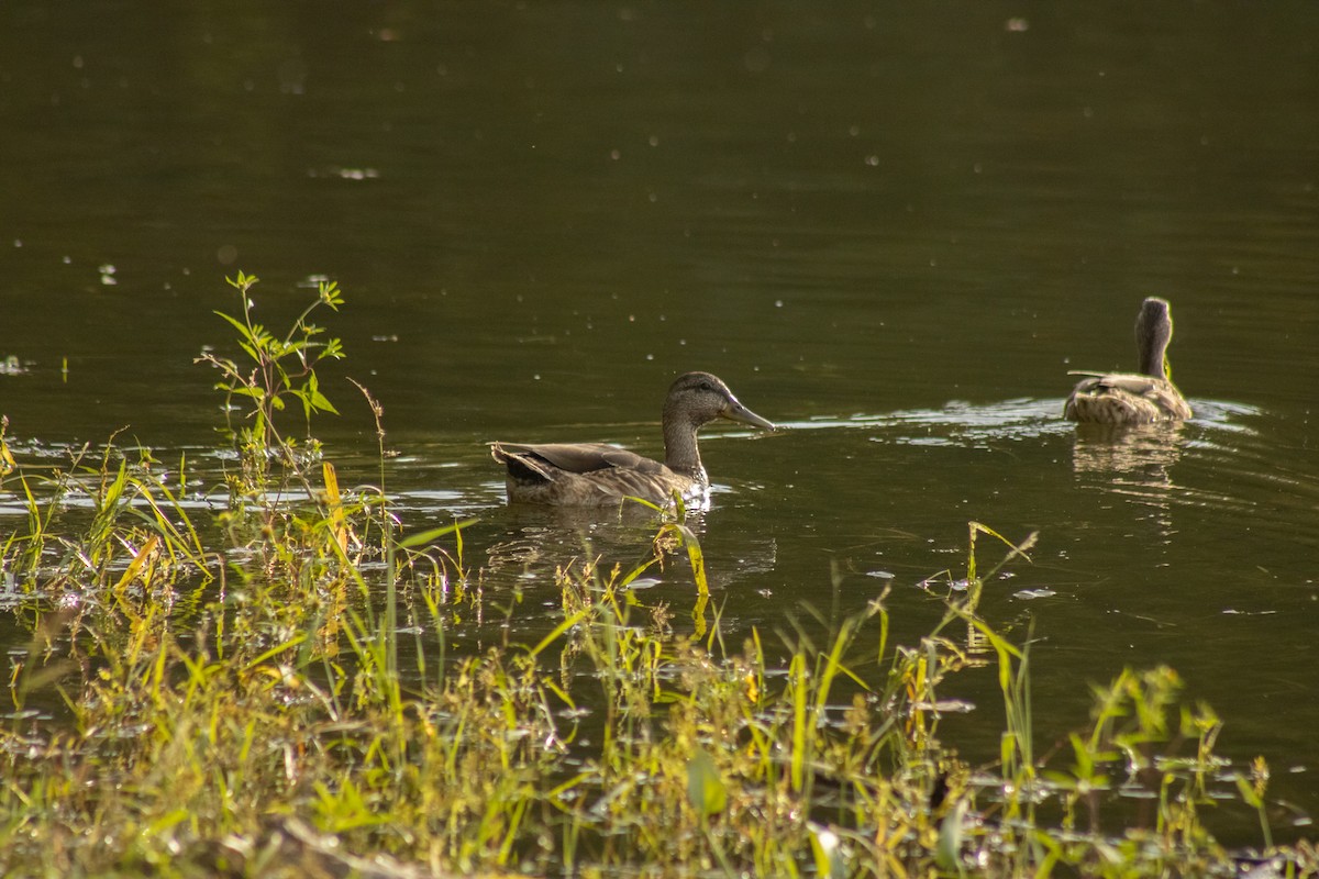 Mallard x American Black Duck (hybrid) - ML644500283