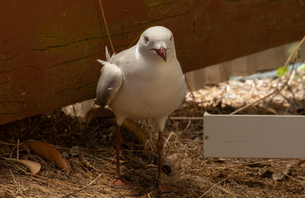 australmåke - ML644500285