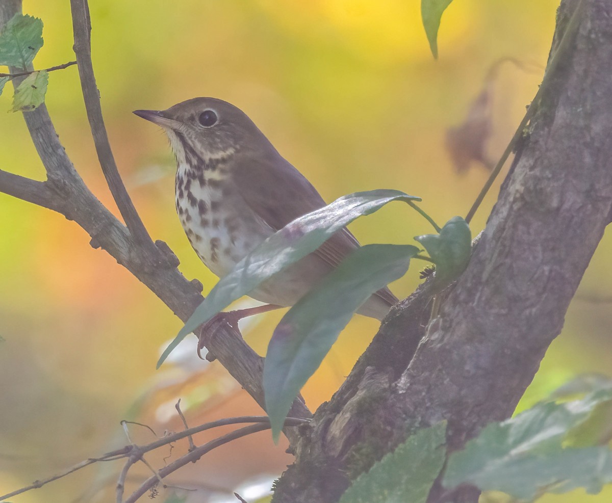 eremittskogtrost - ML644500291