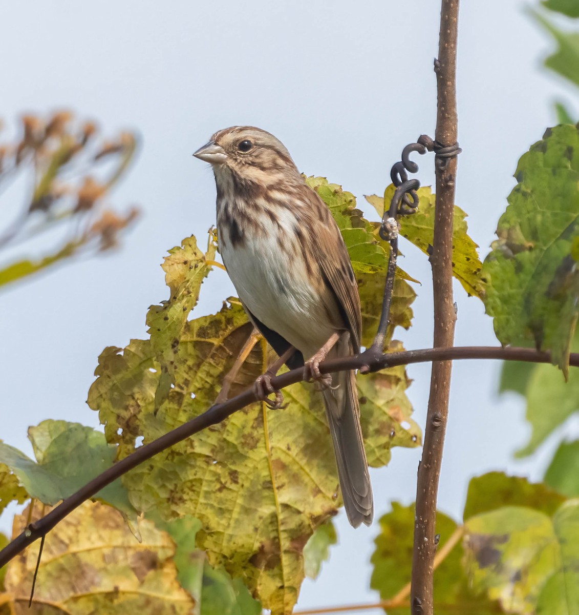 sangspurv - ML644500304