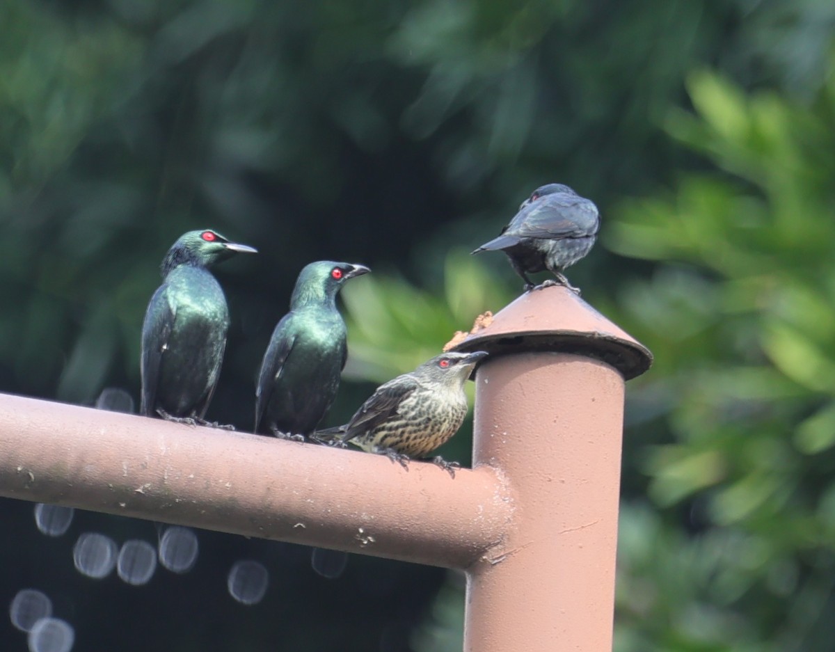 Malay Sığırcığı - ML644500311