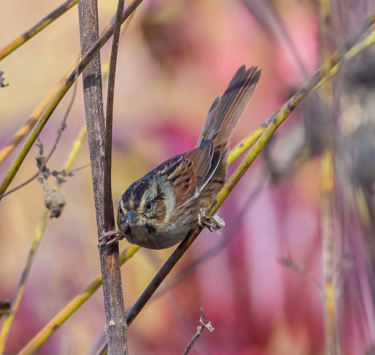 sumpspurv - ML644500318