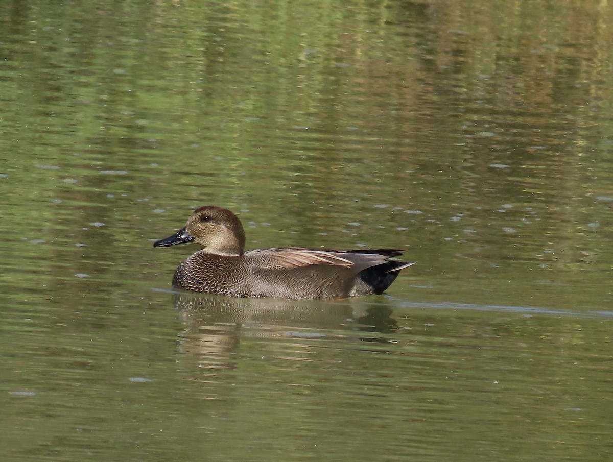Gadwall - ML644500319