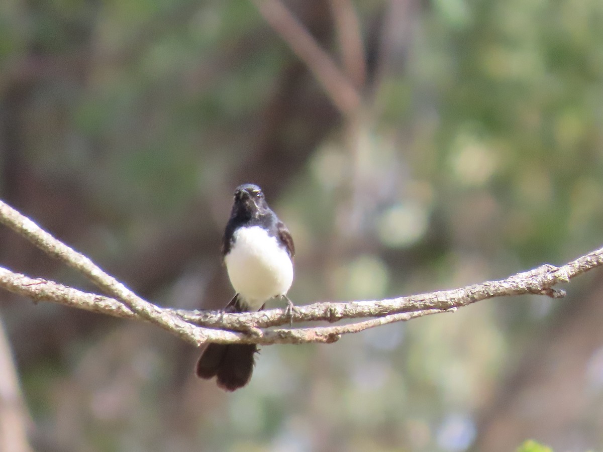 ヨコフリオウギビタキ - ML644500322