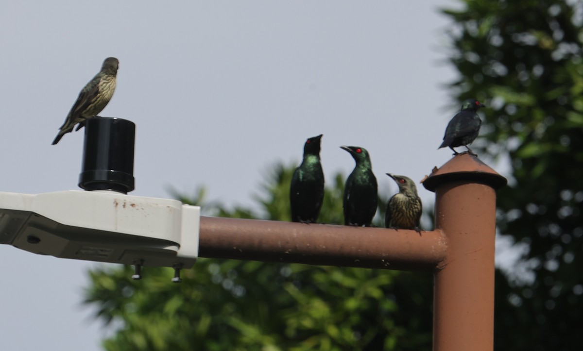 Malay Sığırcığı - ML644500325