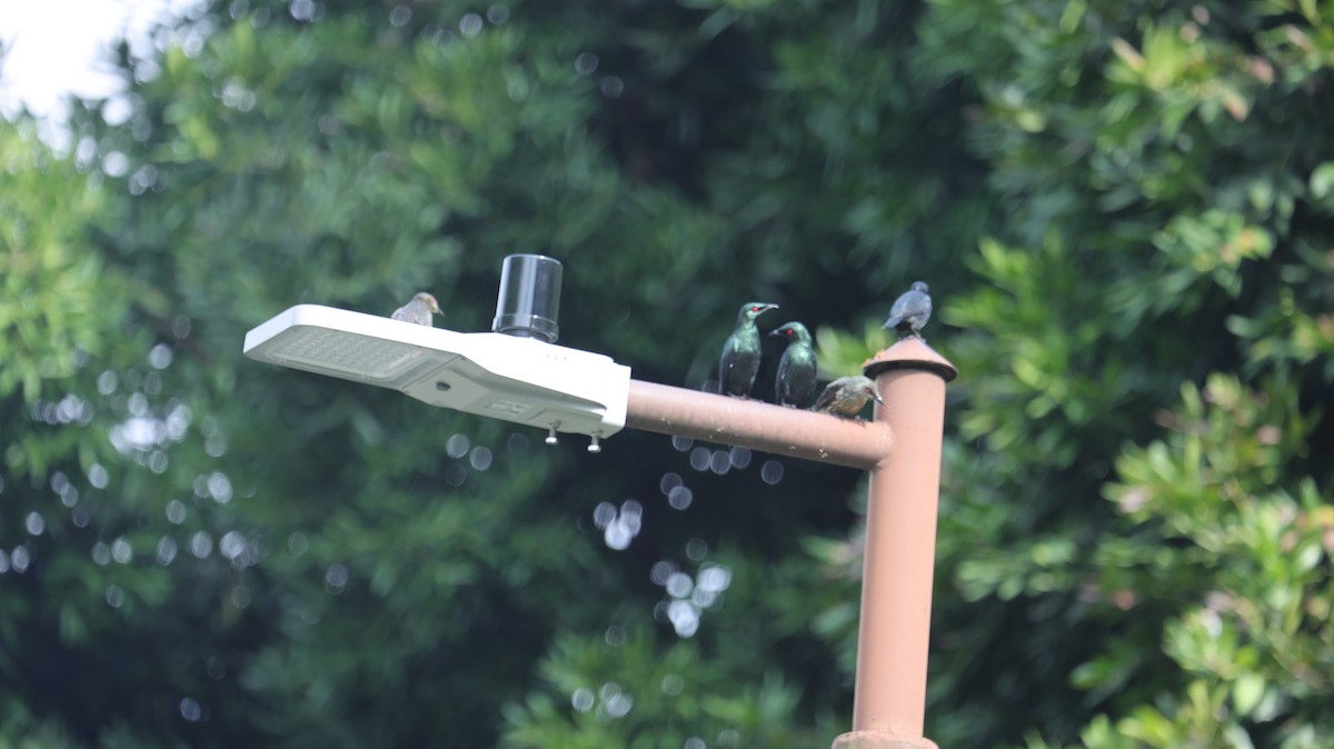 Malay Sığırcığı - ML644500326