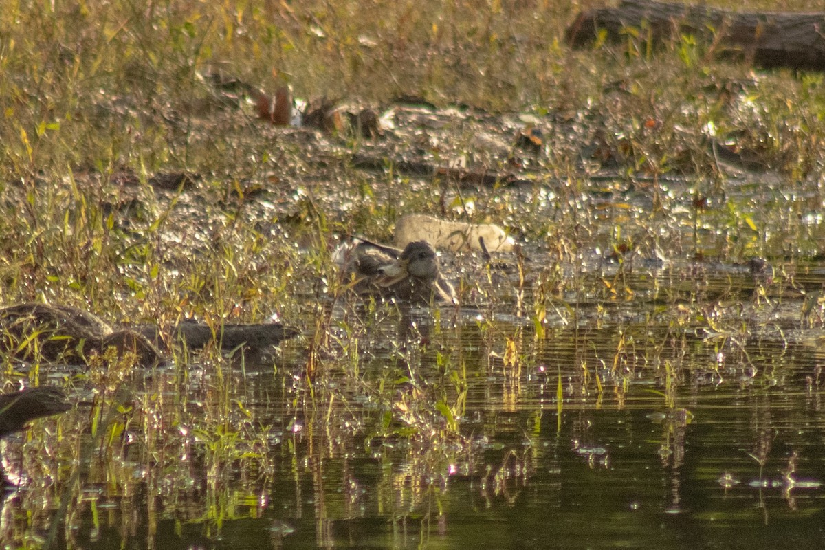 Mallard x American Black Duck (hybrid) - ML644500327