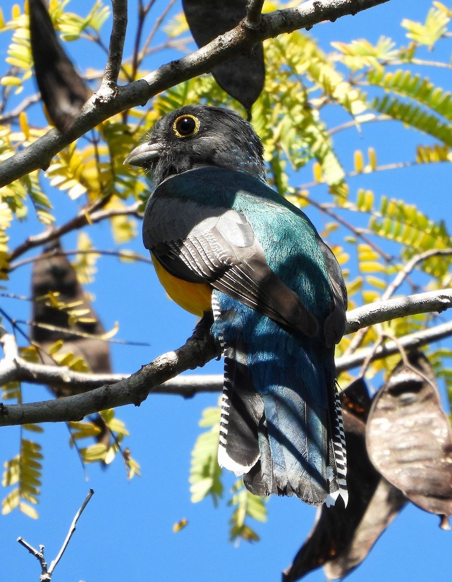 Gartered Violaceous Trogon - ML644500328