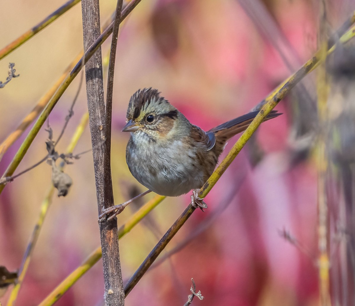 sumpspurv - ML644500334